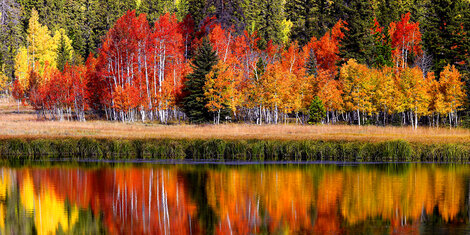 Duck Creek 2011 - Huge 44x52  - Utah Panorama - William Carr