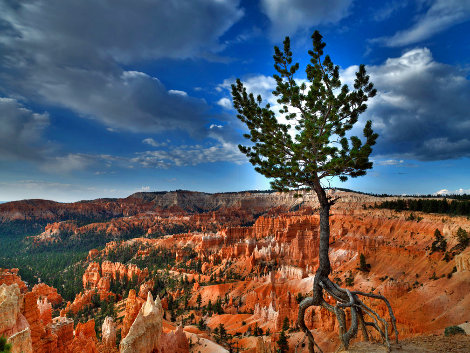 Walking Tree - Huge - Bryce Canyon - NP, Utah - Recess Mount Panorama - William Carr