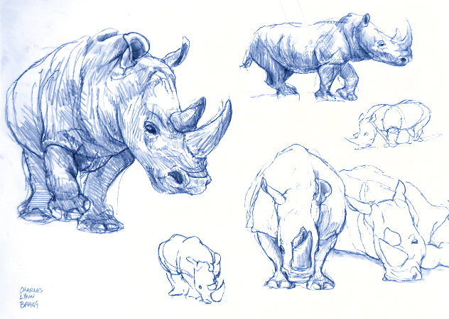 Study For Rhino 17x20 Drawing by Charles Bragg (Chick Bragg)