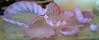 Pink Seaform 7 Pc Glass Sculpture Set 1995 Sculpture by Dale Chihuly - 4