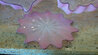Pink Seaform  - 7 Pc Glass Nest Sculpture Set 1995 22 in - Unique Sculpture by Dale Chihuly - 6