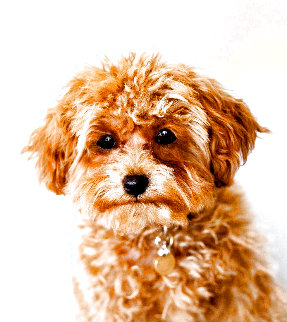 Cinnamon 2006 Limited Edition Print - Chuck Close Cinnamon 2006 Limited Edition Print - Chuck Close