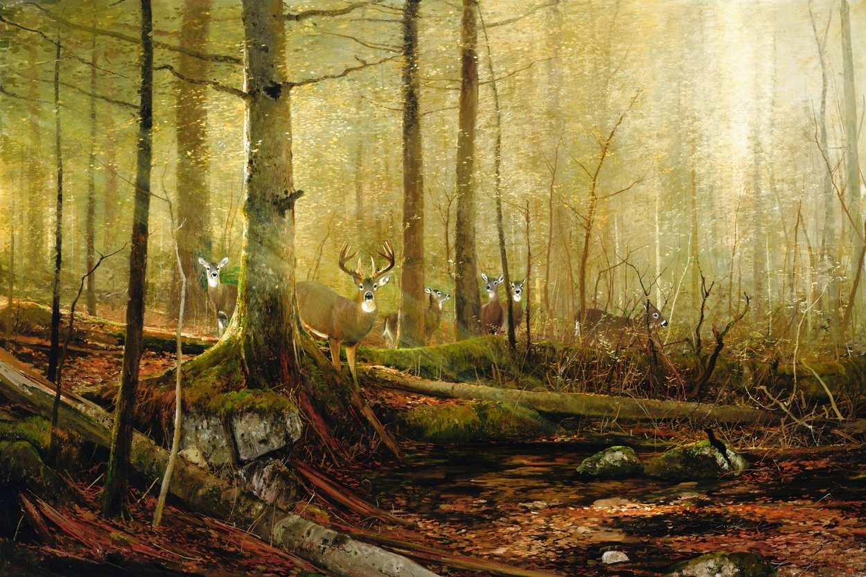 Eyes in the Forest - White Tailed Deer Limited Edition Print by Michael Coleman