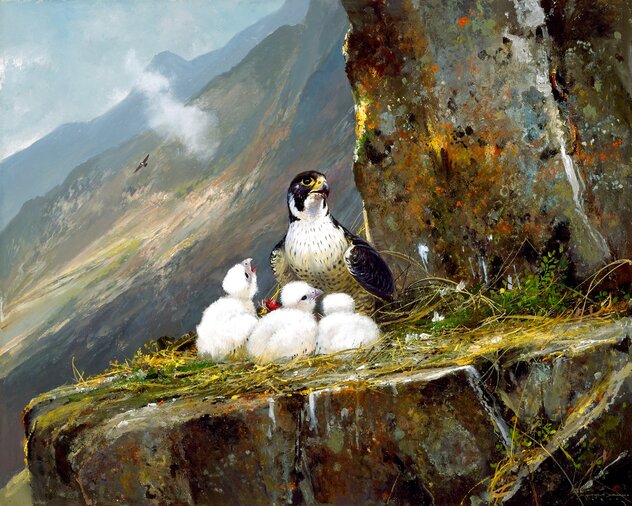 High Cliff - Peregrine Family - Giclee on Canvas Limited Edition Print by Michael Coleman