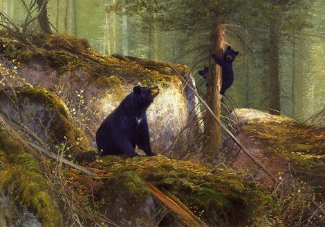 Adventure - Black Bears - Framed Giclee on Canvas Limited Edition Print - Michael Coleman