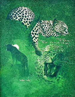 Untitled - Cheetah Studies 33x27 Works on Paper (not prints) - Craig Bone Untitled - Cheetah Studies 33x27 Works on Paper (not prints) - Craig Bone