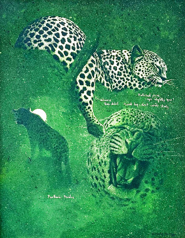 Untitled - Cheetah Studies 33x27 Works on Paper (not prints) - Craig Bone