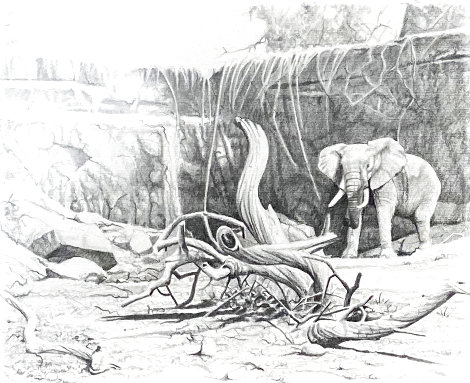 Untitled - Elephant Study 20x24 Drawing - Craig Bone