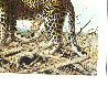 Leopard Lovers At Chitake Springs 1995 35x47 Original Painting by Craig Bone - 2