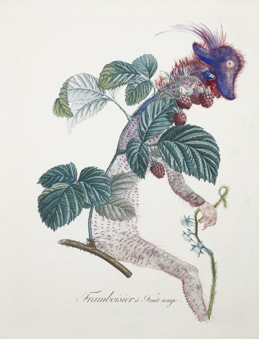 Framboisier (Raspberry) 1969 (Early) Limited Edition Print by Salvador Dali Framboisier (Raspberry) 1969 (Early) Limited Edition Print by Salvador Dali