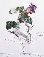 Framboisier (Raspberry) 1969 (Early) Limited Edition Print by Salvador Dali - 0 Framboisier (Raspberry) 1969 (Early) Limited Edition Print by Salvador Dali - 0