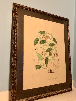 Flora Dalinae: Passiflora Laurigera 1964 Limited Edition Print - Salvador Dali Flora Dalinae: Passiflora Laurigera 1964 Limited Edition Print - Salvador Dali