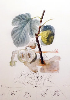 Flordali Les Fruits: Fig 1969 Limited Edition Print - Salvador Dali Flordali Les Fruits: Fig 1969 Limited Edition Print - Salvador Dali