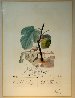 FlorDali, Les Fruits Homme Figuier, Fig 1969 (Early) Limited Edition Print by Salvador Dali - 2 FlorDali, Les Fruits Homme Figuier, Fig 1969 (Early) Limited Edition Print by Salvador Dali - 2