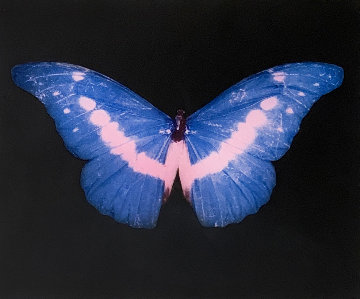 Blue Butterfly (Small) 2014 Limited Edition Print - Damien Hirst Blue Butterfly (Small) 2014 Limited Edition Print - Damien Hirst