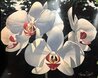Four Phalaenopsis Orchids 2000 Limited Edition Print by Brian Davis - 0