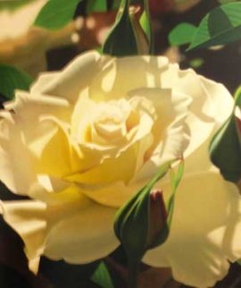 Pale Yellow Beauty 2004 Limited Edition Print - Brian Davis Pale Yellow Beauty 2004 Limited Edition Print - Brian Davis