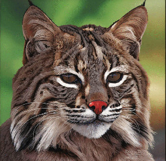 Bobcat Eyes of North America 2007 24x24 Original Painting - Danny Day Bobcat Eyes of North America 2007 24x24 Original Painting - Danny Day