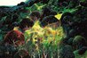 Autumn Fields AP 1990 - California Limited Edition Print by Eyvind Earle - 0