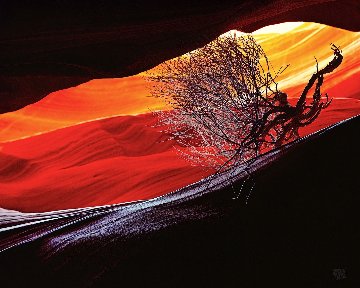 Burning Bush Panorama - Michael Fatali Burning Bush Panorama - Michael Fatali