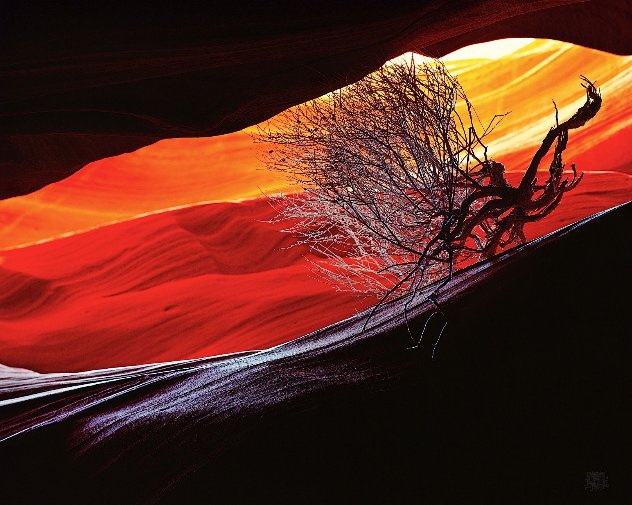 Burning Bush Panorama by Michael Fatali