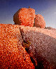 Fruit of Temptation AP 1997 - Joshua Tree, California - Palm Desert California Panorama by Michael Fatali - 0