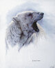 Untamed White Polar Bear 1986 Limited Edition Print by Randy Fehr - 0