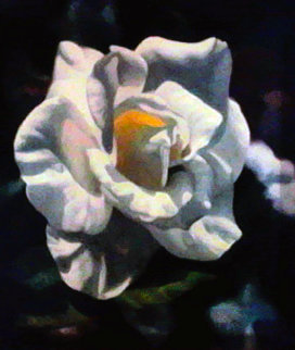Rose I Limited Edition Print - Michael Gerry