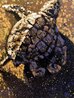 Three to the Sea  - Triptych 2012 20x29 - Turtle Original Painting by Rodel Gonzalez - 6