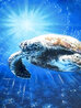 Underwater Majesty 2023 - Framed Caldograph on Wood Limited Edition Print by Rodel Gonzalez - 2