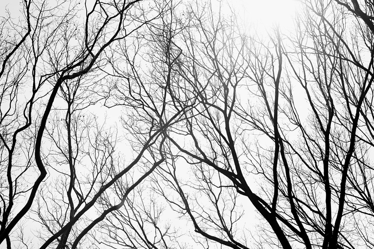 Branches Series 1, NYC 2014 Panorama by James Houston Branches Series 1, NYC 2014 Panorama by James Houston