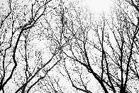 Branches Series 1, NYC 2014 Panorama by James Houston - 0 Branches Series 1, NYC 2014 Panorama by James Houston - 0