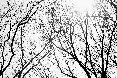 Branches Series 1, NYC 2014 Panorama - James Houston