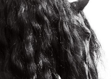 Horse Series 11 Michigan 2014 Panorama - James Houston Horse Series 11 Michigan 2014 Panorama - James Houston