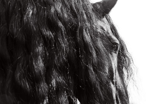 Horse Series 11 Michigan  2014 Panorama - James Houston