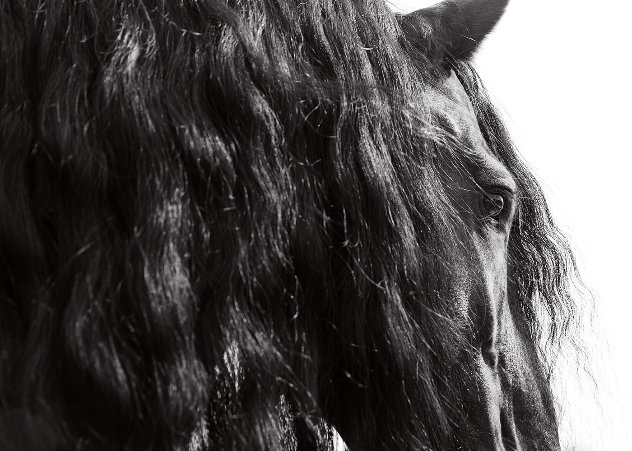 Horse Series 11 Michigan  2014 Panorama by James Houston