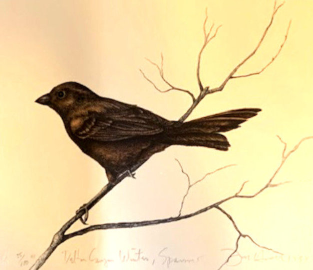 Dalton Canyon Winter Sparrow HC 1994 by Frank Howell
