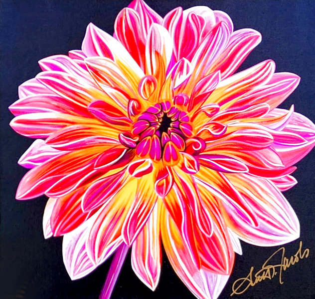 Chrysanthemum 2014 Limited Edition Print by Scott Jacobs