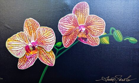 Phalaenopsis 2014 Limited Edition Print - Scott Jacobs