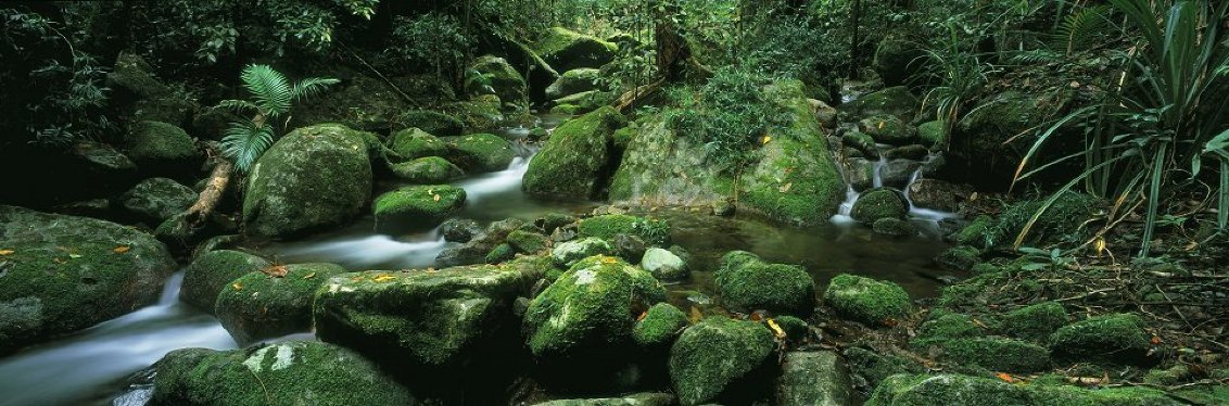 Rainforest Magic - Amazon - Huge - 78x25 Panorama by Peter Jarver