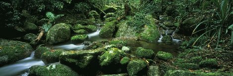 Rainforest Magic - Amazon - Huge - 78x25 Panorama - Peter Jarver