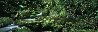 Rainforest Magic - Amazon - Huge - 78x25 Panorama by Peter Jarver - 0