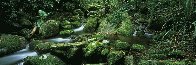 Rainforest Magic Panorama by Peter  Jarver - 1