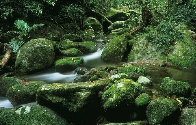 Rainforest Magic Panorama by Peter  Jarver - 0