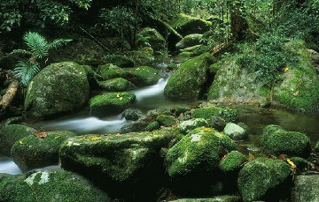 Rainforest Magic Panorama - Peter Jarver Rainforest Magic Panorama - Peter Jarver