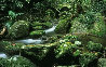 Rainforest Magic - Amazon Panorama by Peter Jarver - 0