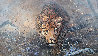 Leopard Crawl 2003 47x27 Original Painting by Kobus Moller - 0