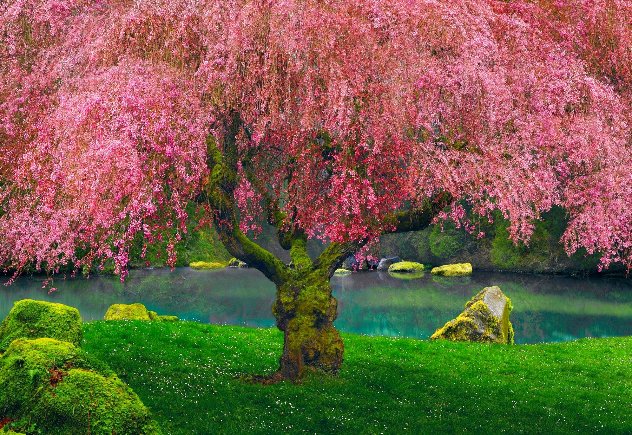Tree of Dreams 1M - Huge - Washington - Cigar Leaf Frame by Peter Lik