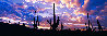 Night Moods 1.5M - Huge 76X36 frame size - Saguaro NP, Arizona Panorama by Peter Lik - 0