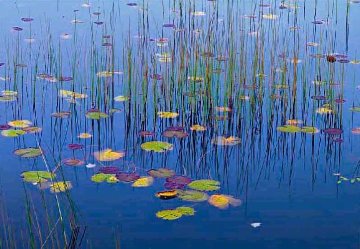 Lilies of the Pond 1.5M Huge Panorama - Peter Lik Lilies of the Pond 1.5M Huge Panorama - Peter Lik